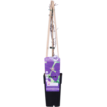 Clematis Jackmanii - Diep Paars - Blauwe bloemen  Ø15cm - ↕65cm