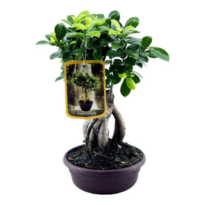 Ficus microcarpa 'Ginseng' Kamerplant| Bonsai - Planttoday