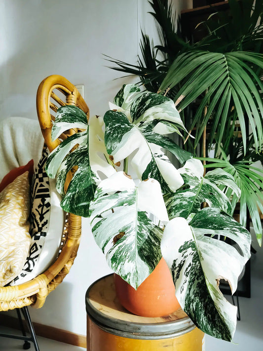 Exclusieve Monstera Variegata met bonte bladeren – Zwitserse Kaasplant kamerplant