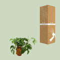 Monstera Minima - Kamerplant - keukeplant  keukenplant