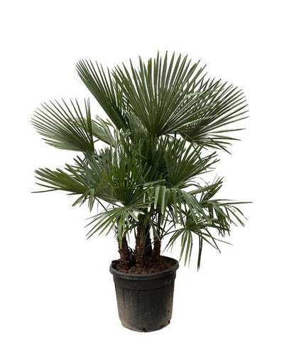Trachycarpus multi stam - 230cm- Ø50. Bij Planttoday