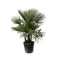 Trachycarpus multi stam | Tuinplant