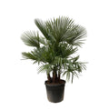 Trachycarpus multi stam - 230cm- Ø50. Bij Planttoday