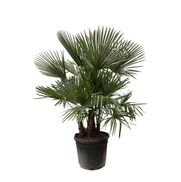 Trachycarpus multi stam - 230cm- Ø50. Bij Planttoday