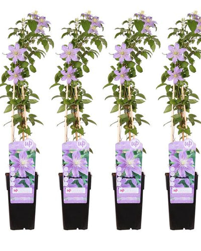 4 x Clematis Justa Buitenplant | Klimplant - Planttoday