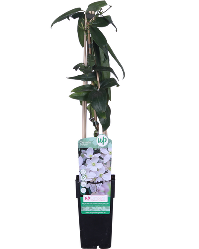Clematis armandii Buitenplant | Groenblijvende Clematis Wit - Planttoday