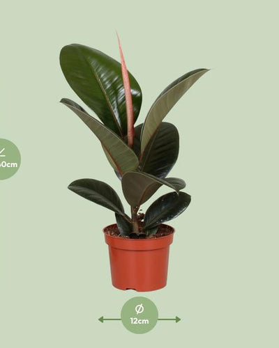 Ficus elastica 'Robusta' Kamerplant | Rubberplant - Planttoday