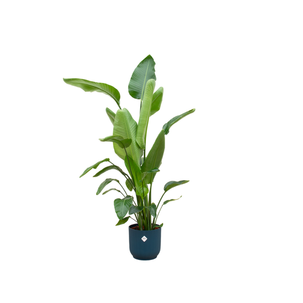 Strelitzia Nicolai including elho Vibes Fold Round blue - 160cm - Ø30