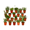 Sukkulenten / Sukkulenten Mix - 20 Stück - Ø5,5cm - ↕7 cm