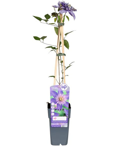 Clematis Justa Buitenplant | Lila Bloeiende Clematis - Planttoday