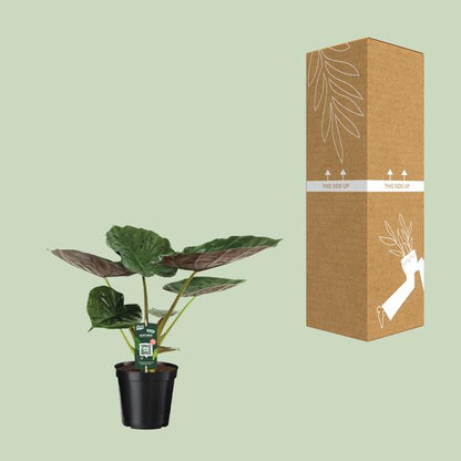 Alocasia Wentii - Olifantsoor