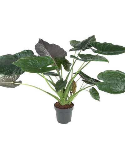 Alocasia Wentii Kamerplant | Olifantsoor - Planttoday