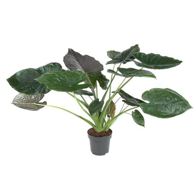 Alocasia Wentii Kamerplant | Olifantsoor - Planttoday