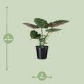 Alocasia Wentii Kamerplant | Olifantsoor - Planttoday