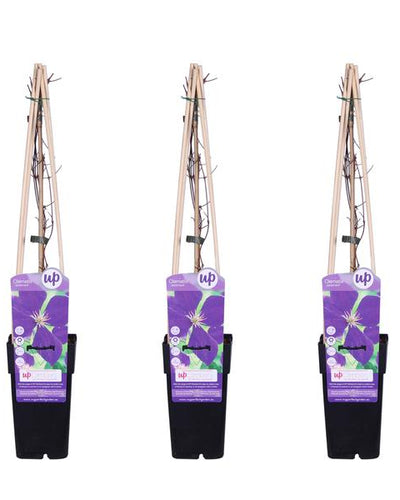 Clematis Jackmanii Buitenplant | Blauwe Regen - Planttoday