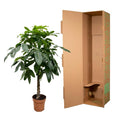Pachira Aquatica (Watercacao) – grote kamerplant, hoogte 170cm, in pot Ø27cm – weelderige groene bladeren, ideaal voor woonkamer of kantoor.