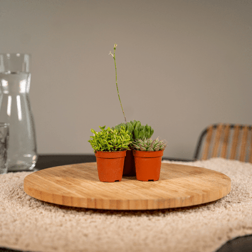 Succulent Mix – Gemakkelijke en Mooie Vetplanten