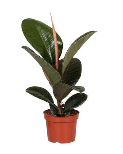 Ficus in de aanbieding