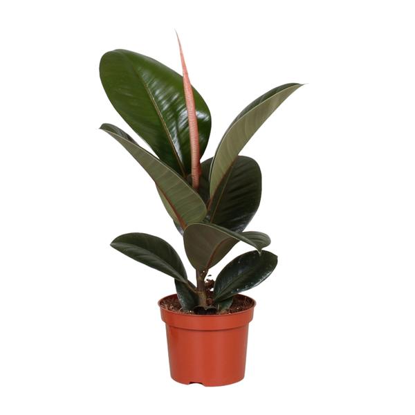 Ficus in de aanbieding