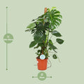 Monstera Deliciosa | Kamerplant - Planttoday