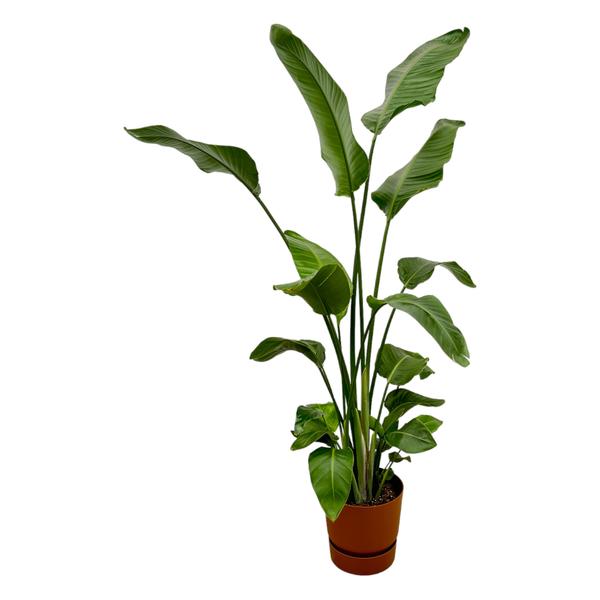 Strelitzia Nicolai Paradijsvogelplant inclusief elho Greenville Round bruin - 180 cm - Ø30