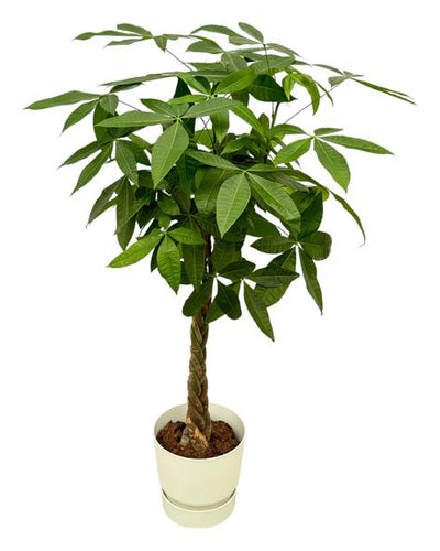 Pachira Aquatica inclusief elho Greenville Round wit - 160cm - Ø30