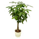 Pachira Aquatica | + Elho pot Greenville Round White