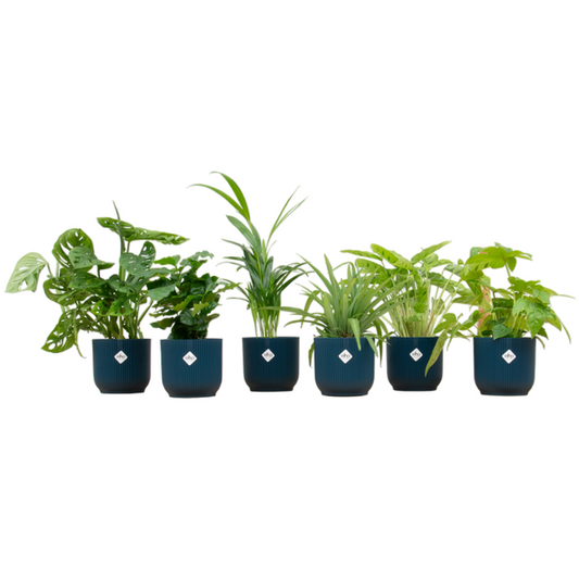 Überraschungsbox - 6 Pflanzen inklusive elho Vibes Fold Round Ø14 blau