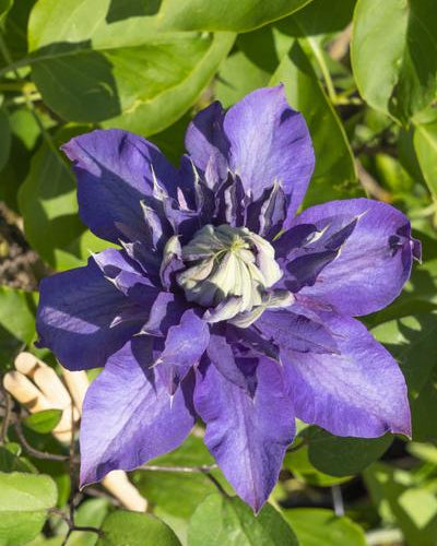 Clematis Multi Blue Buitenplant | Klimplant - Planttoday