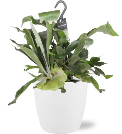 Hertshoornvaren in Brussels Pot