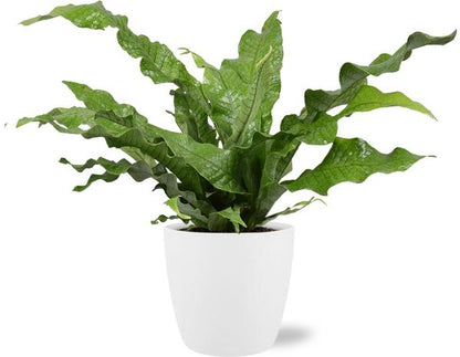 "Microsorum Diversifolium – 45cm Hoog – Ø17cm (Pot) – Inclusief Brussels Pot (D18xH17cm) – Wit"