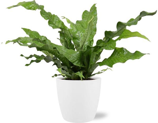 Microsorum Diversifolium - Ø17cm - ↕45cm + Pot Brussels D18x17cm - White