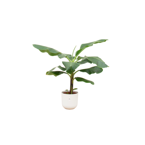 Combinatie deal - Bananenplant (Musa) inclusief elho Jazz Round wit Pot Ø23 - Hoogte 100 cm