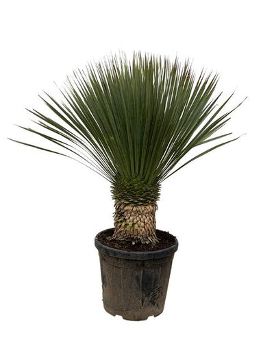 Yucca rostrata, ook wel snavelyucca genoemd, is een boomachtige plant die behoort tot het geslacht Yucca. De soort komt oorspronkelijk uit Texas en de regio's Chihuahua en Coahuila in Mexico. Deze soort Yucca komt voor in droge gebieden met weinig jaarlijkse regenval, normaal gesproken Bw-klimaten en Bs-klimaten.