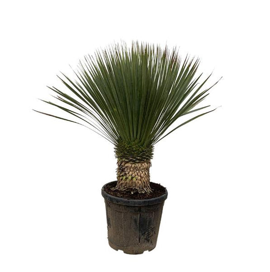 Yucca rostrata, ook wel snavelyucca genoemd, is een boomachtige plant die behoort tot het geslacht Yucca. De soort komt oorspronkelijk uit Texas en de regio's Chihuahua en Coahuila in Mexico. Deze soort Yucca komt voor in droge gebieden met weinig jaarlijkse regenval, normaal gesproken Bw-klimaten en Bs-klimaten.