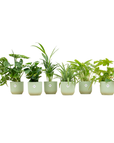 Verrassingsbox | 6x Kamerplanten | inclusief Elho Vibes Fold Sorbet Groen - Planttoday