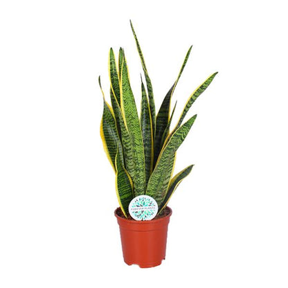 Sansevieria Trifasciata Laurentii - Ø17cm - ↕60cm
