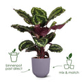 Pot elho Jazz Round tuscan red - D14 x H13 - Planttoday
