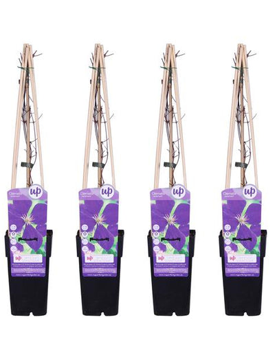 4 x Clematis Jackmanii  | Buitenplant - Planttoday