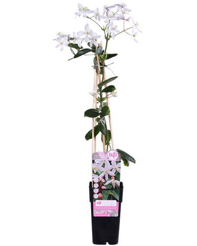 Clematis armandii Buitenplant | Groenblijvende Clematis Apple Blossom - Planttoday