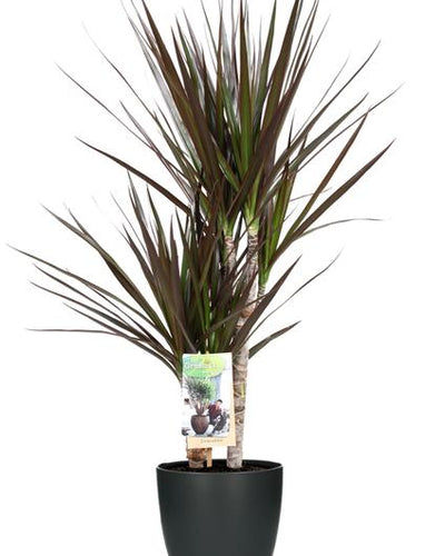 Dracaena Magenta Kamerplant | Dracaena - Planttoday