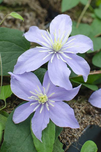 4 x Clematis Justa Buitenplant | Klimplant - Planttoday