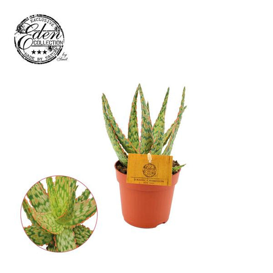 Aloe Hybrid - Ø10.5cm - ↕15cm