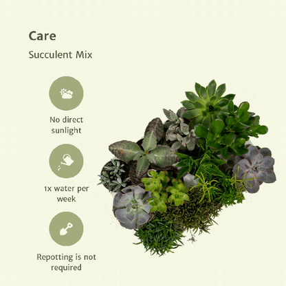 Succulenten Mix - Vetplant - 9 stuks - Ø8,5cm - ↕10 cm