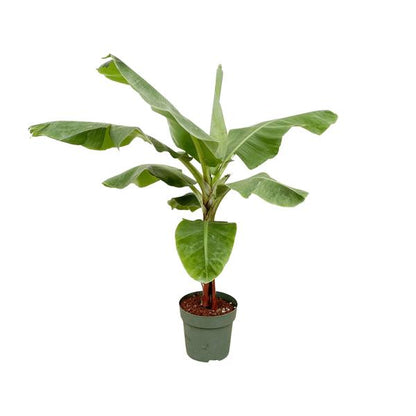 Bananenplant - Musa - diverse maten nu bij Planttoday