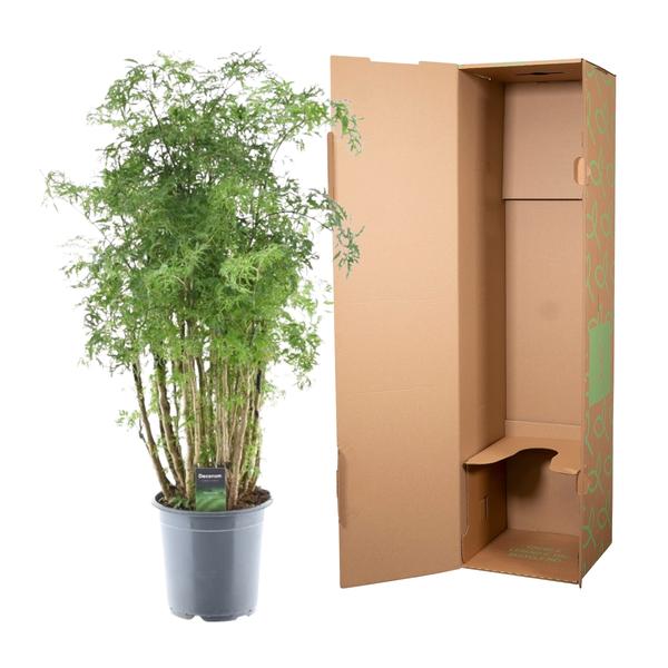Polyscias Hawaiiana Ming -Prachtige kamerplant - Hoogte 90 cm - Ø24cm