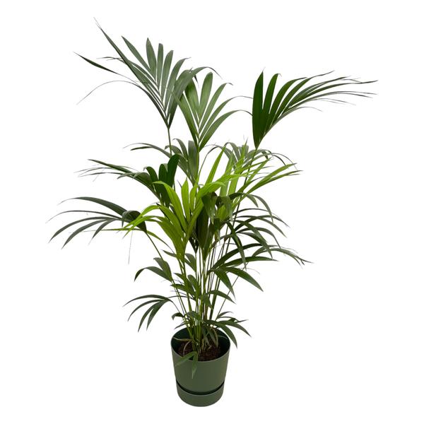 Kentia palm - inclusief elho Greenville Round groen - 160cm - Ø30