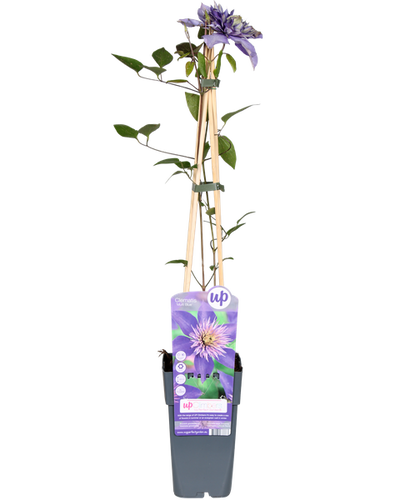 Clematis Justa Buitenplant | Lila Bloeiende Clematis - Planttoday