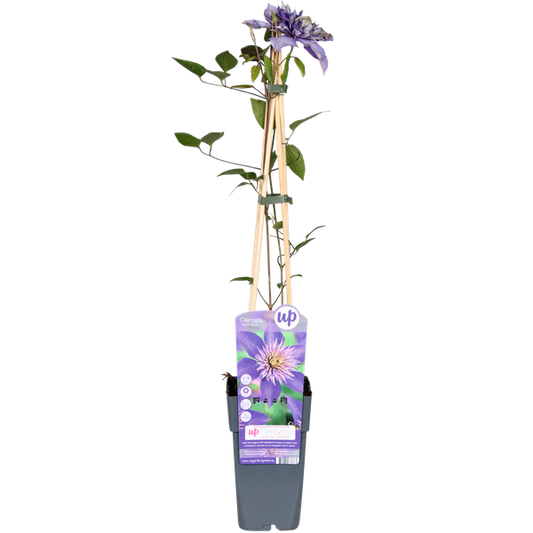 Clematis Multi Blue - Clematis Blauw - Ø15cm - ↕65cm