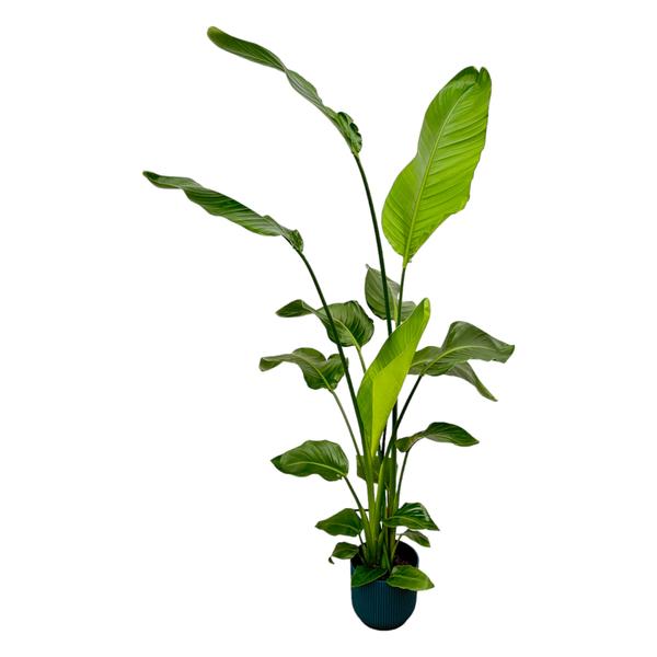 Strelitzia Nicolai inclusief Elho Vibes Fold Round blauw -Bloempot- 130 cm - Ø18